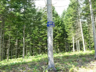 Lot4Pines (1)